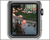 Apple Watchの文字盤でお気に入り写真/画像を壁紙として設定する