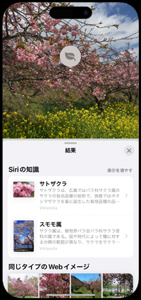 iPhoneで写真から植物の名前を検索する